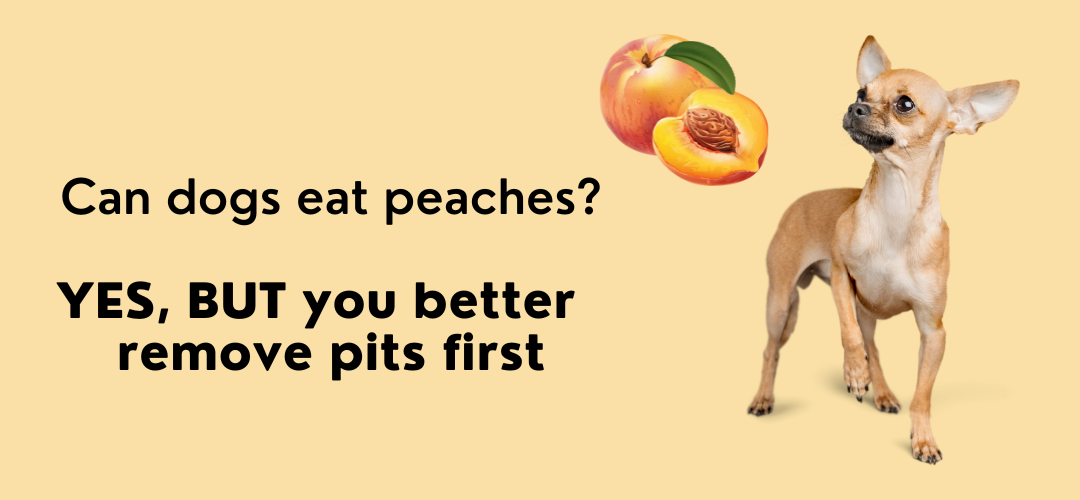 Can A Dog Eat Peaches